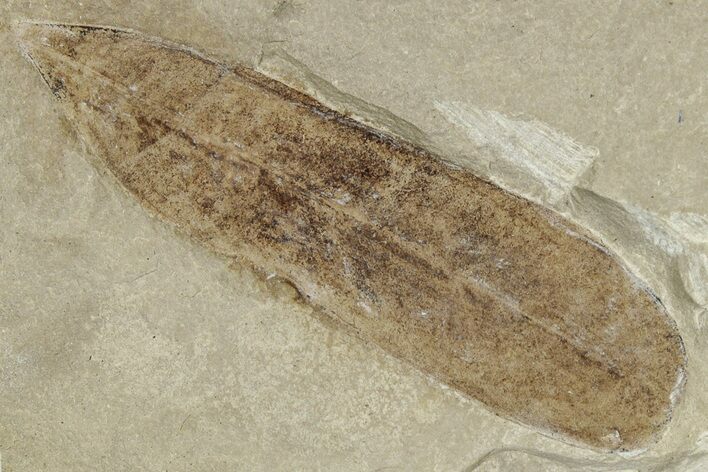 Fossil Leaf (Caesalpinia) - Green River Formation, Utah #331886
